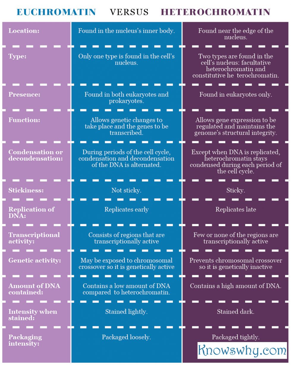 Euchromatin Vs Heterochromatin Knowswhy