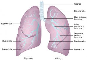 Why do lungs collapse? - KnowsWhy.com