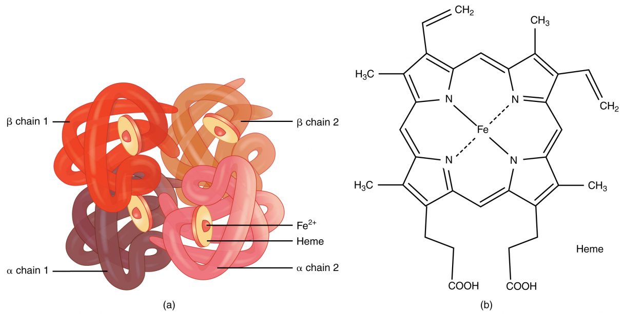 why-is-hemoglobin-red-knowswhy