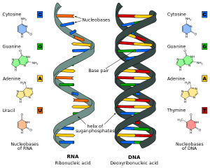 Why is RNA necessary to act as messenger? - KnowsWhy.com