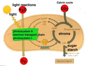 Difference Between Light and Dark Reaction - KnowsWhy.com