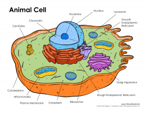 Difference between Bacterial Cell and Animal cell-1 – KnowsWhy.com