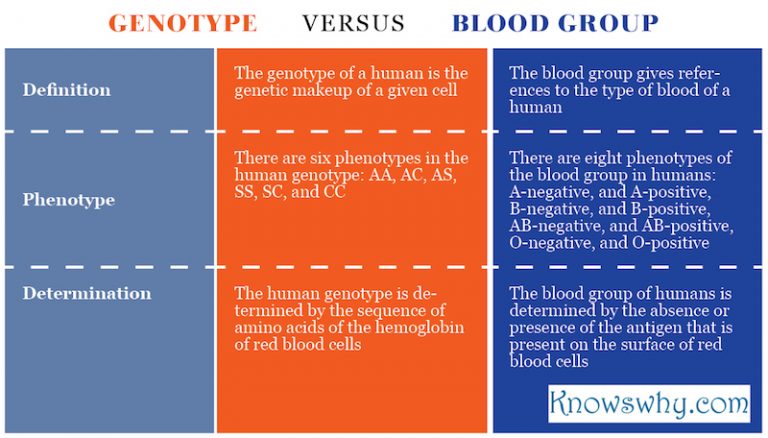 Difference between Genotype and Blood Group - KnowsWhy.com