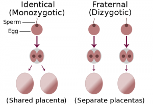 Difference Between Monozygotic And Dizygotic Twins – KnowsWhy.com