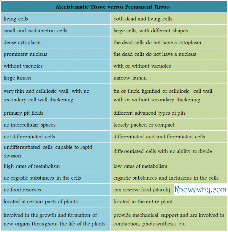 Difference Between Meristematic Tissue and Permanent Tissue - KnowsWhy.com