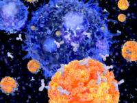 Similarities Between T Cells and B Cells